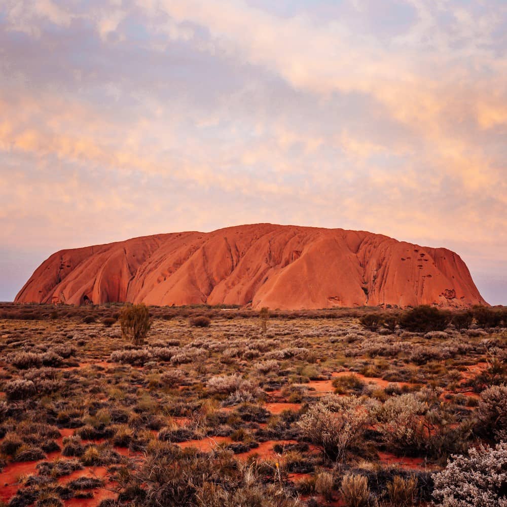 uluru on the background at sunset, in northern territory, australia