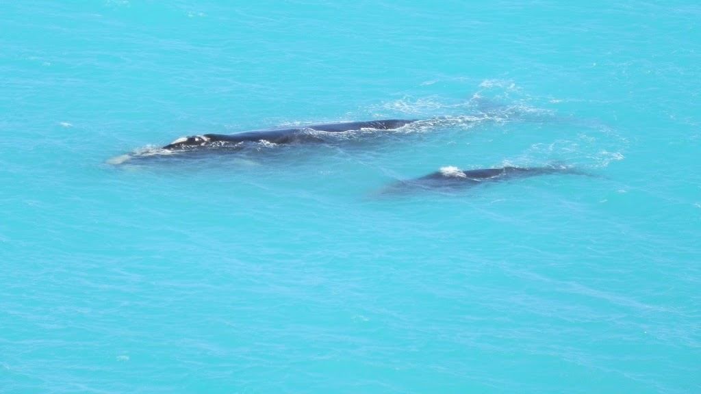 A mother whale and her calf swimming together in the bright blue waters of the Nullarbor coast, a highlight of whale watching on the Nullarbor.