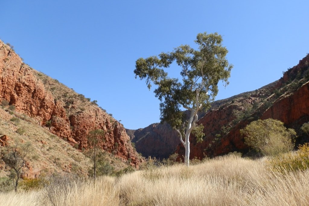 A lone eucalyptus tree stands tall at the entrance of Ormiston Gorge, surrounded by red rocky cliffs and dry grasses, a serene spot to explore when looking for things to do in Central Australia.