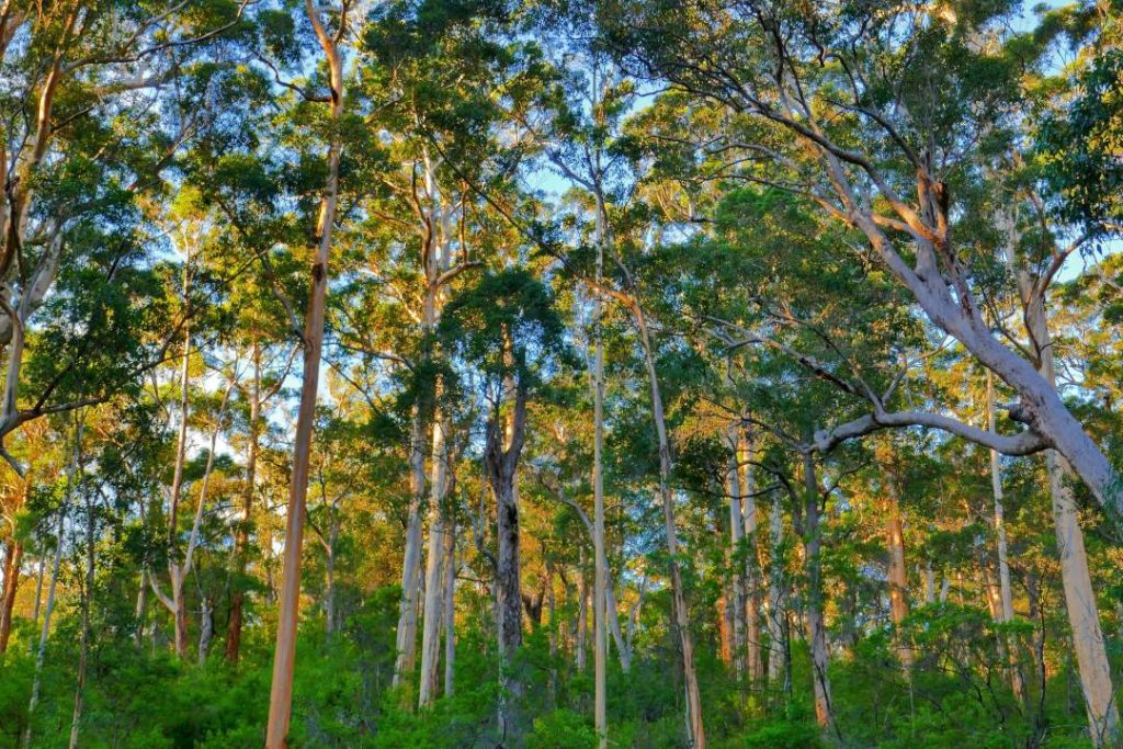 Sunlight filters through the tall karri trees of the Bibbulmun Track in Pemberton, Western Australia illuminating the forest canopy with a warm, golden glow. The dense greenery and towering trunks create a serene, natural scene under a clear blue sky