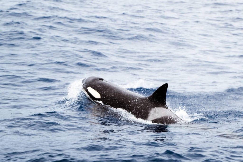 A close-up of an orca whale surfacing in the deep blue waters off Bremer Bay, a top wildlife encounter during a Perth to Bremer Bay road trip.