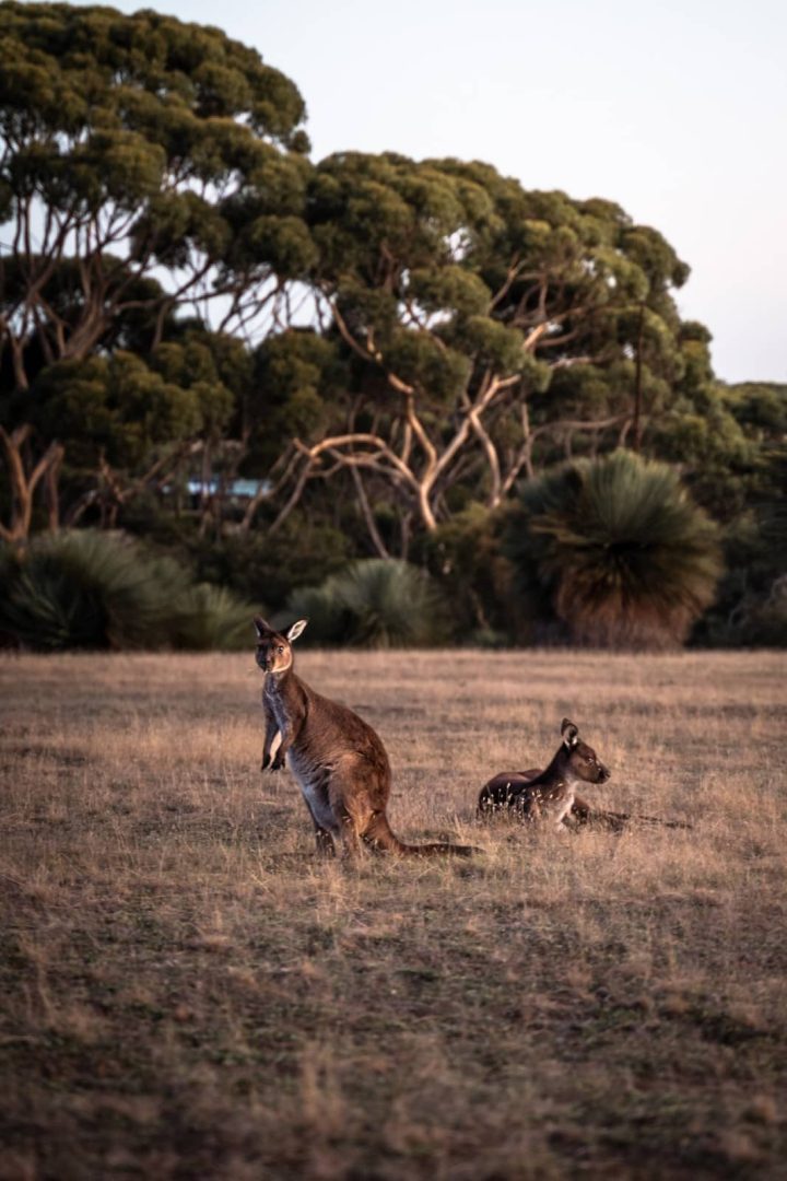 Two kangaroos on golden grass with native bushland behind, a common sight on a kangaroo island 3 day itinerary.