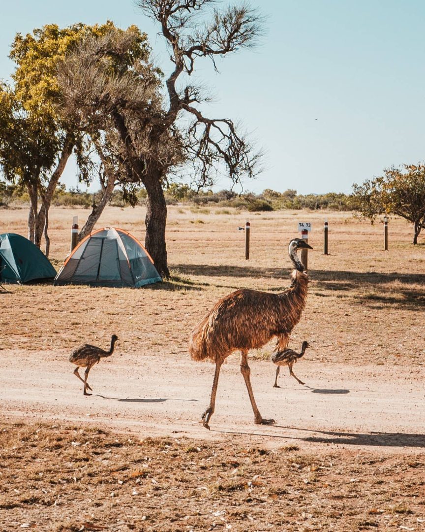 An emu with two chicks walks past tents and dry bush trees in a campground, a common wildlife sighting on an alice springs to uluru road trip. The dry grass and dusty track reflect the outback environment.