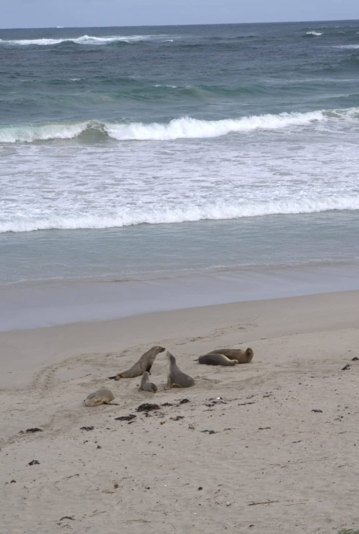 Group of sea lions lounging and interacting on a sandy beach with waves rolling in behind them, spotted during a coastal stop on a Melbourne to Darwin road trip.