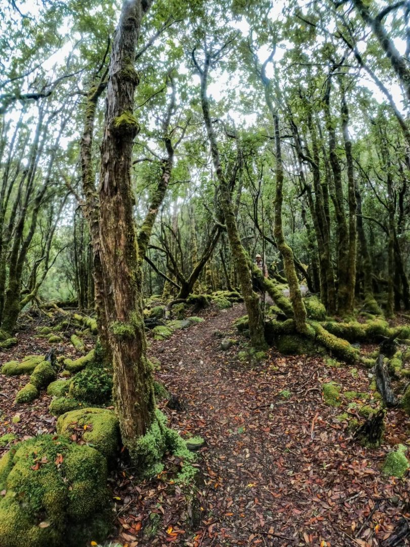 Lush green forest trail lined with moss-covered trees and scattered leaves underfoot, a hidden gem for bushwalking and peaceful things to do in Tasmania.