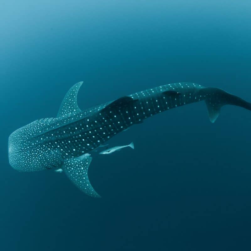 Depending on the right seaon you could see many whalesharks in one day! In Exmouth of Coral Bay Western Australia