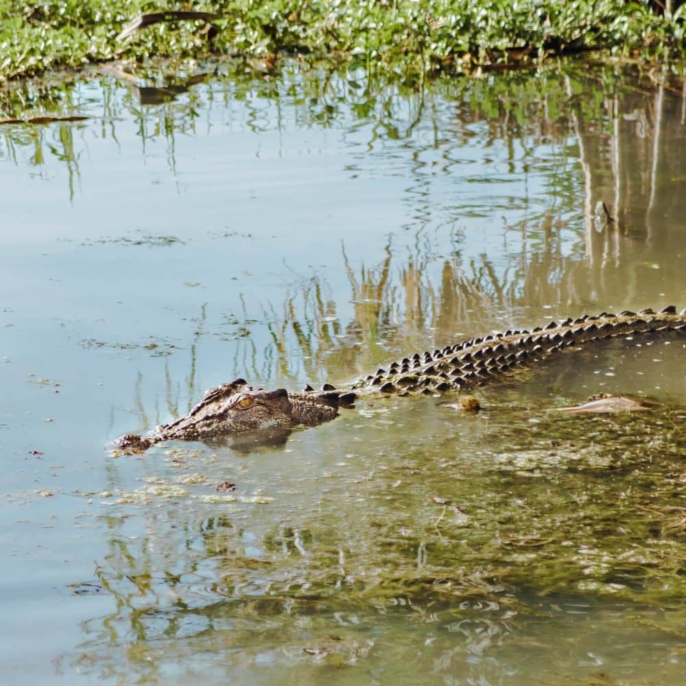 A crocodile swimming in river water while half out. They can be seen during the yellow water cruise, one of the best things to do in Kakadu national park.