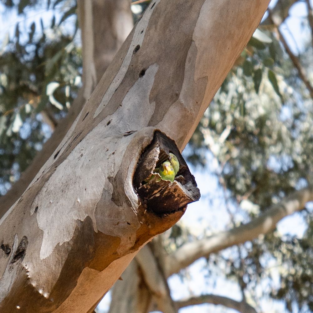 Two birds sitting in a hollow part of a tree. Something you can see at Alice Springs for free. You can see this wildlife located at the East McDonnell Ranges in Alice Springs.