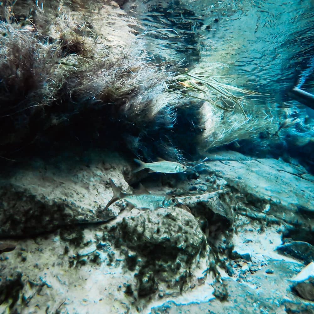 An underwater shot of two fish swimming peacefully in the Katherine River. One of the many things to do at the unforgettable Katherine Hot Springs. Can be found underwater in the Katherine River.