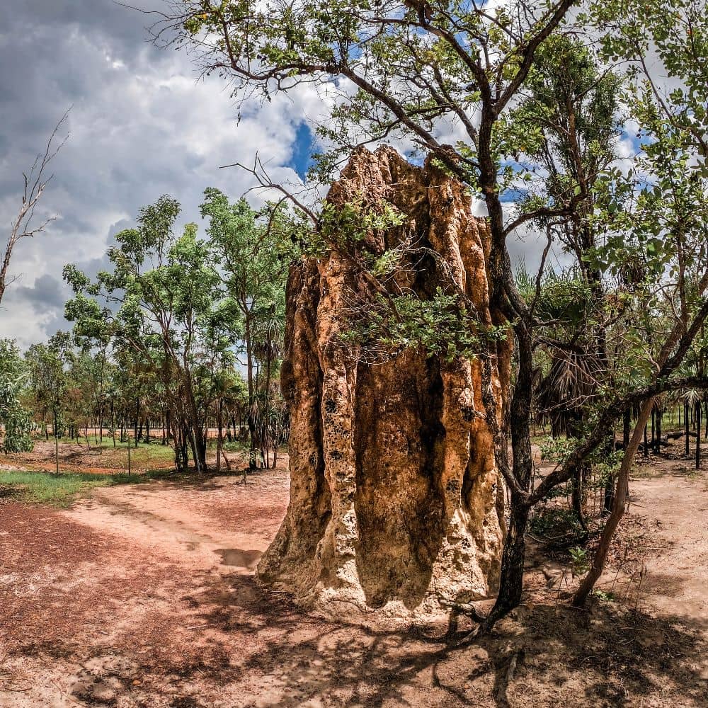 A gigantic termite mound. Something you see on one of the best walks in Litchfield National Park.