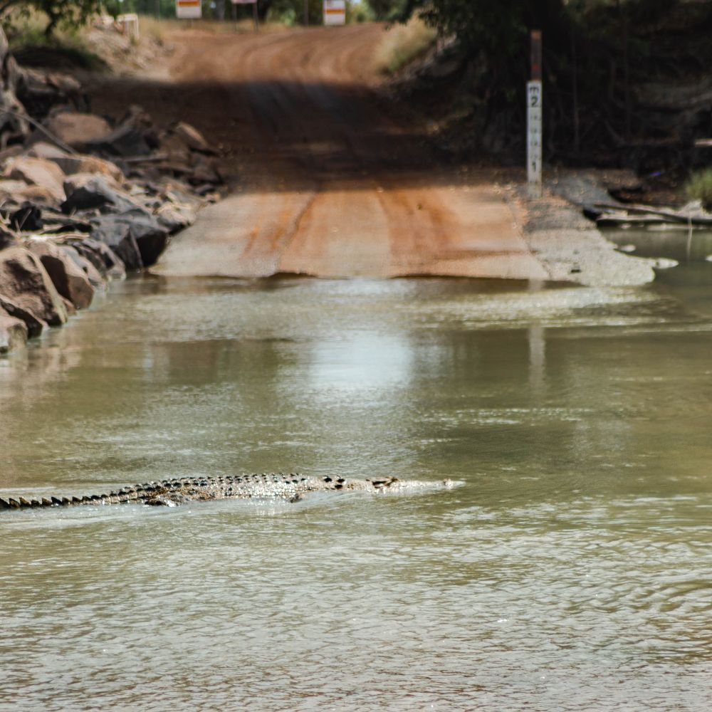 A crocodile swimming in murky waters with body half out. If you want to see these beautiful creatures go to Kakadu National Park, its unmissable. Specifically you can find them at Cahills Crossing.