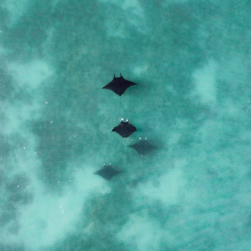 Bundegi Beach, Exmouth, Western Australia. Manta Rays just off the beach.