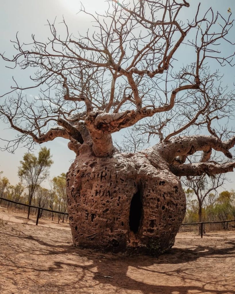 The massive, hollow Boab Prison Tree near Derby, Western Australia, with carvings etched into its bulbous trunk and stark branches stretching skyward—often visited at the start or end of a gibb river road itinerary.