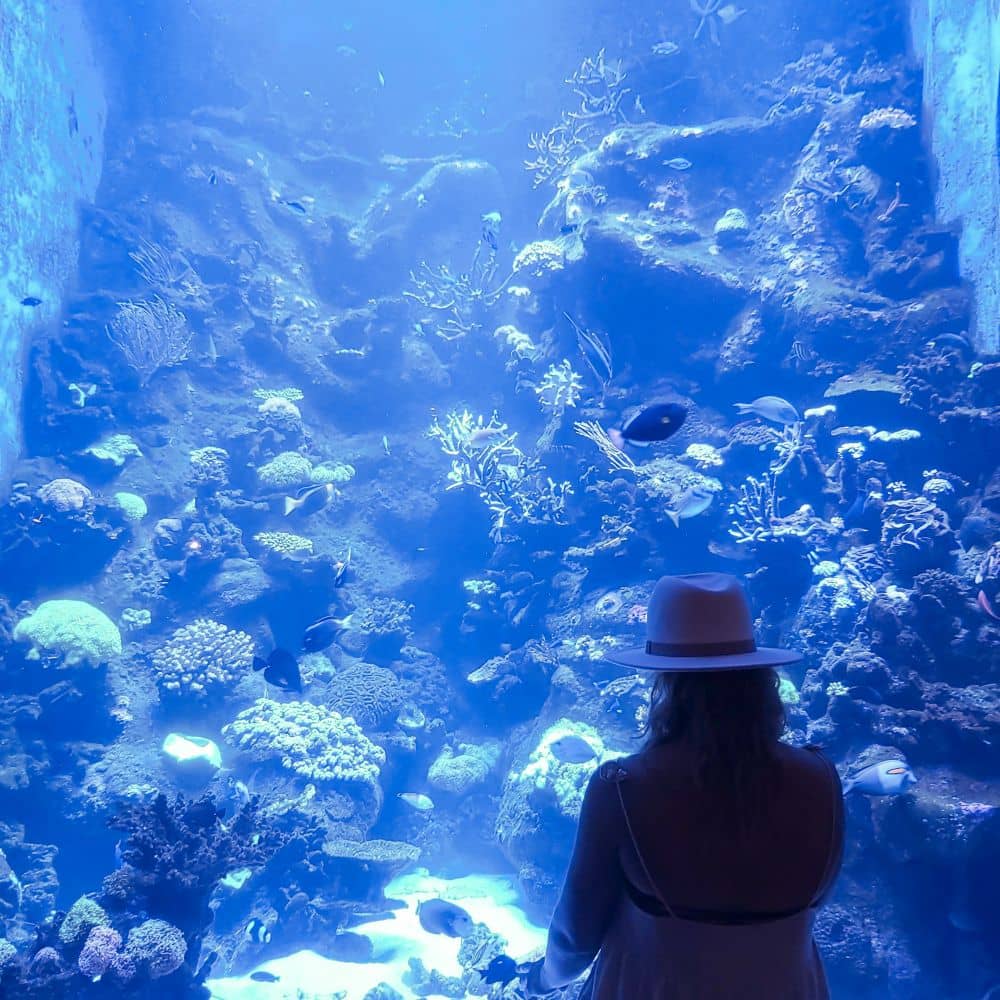 Exploring the Ningaloo Aquarium and Discovery Centre