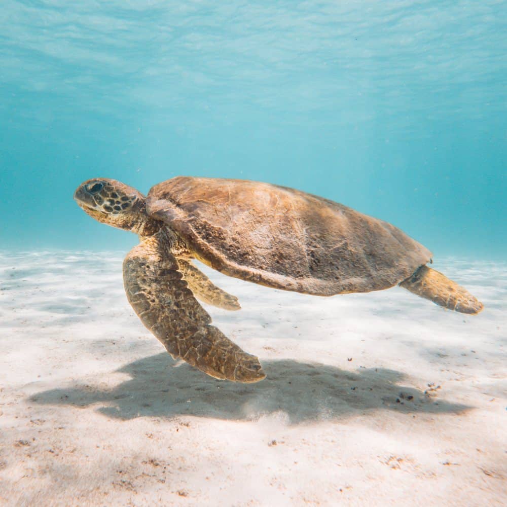Top tips for exploring Exmouth. Go turtle spotting. Turtle cruising underwater in Exmouth