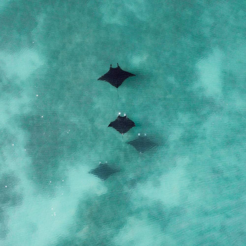 four manta rays coral bay from above