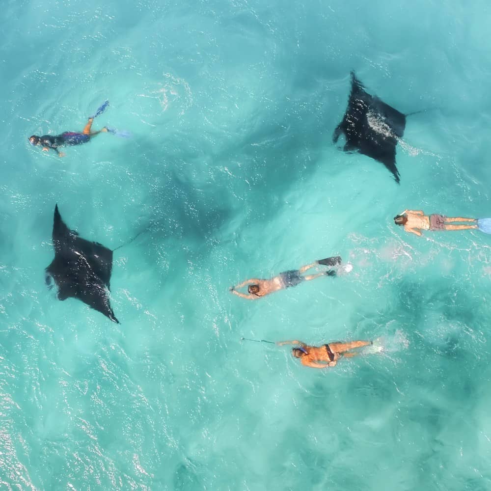 four people snorkelling with two manta rays