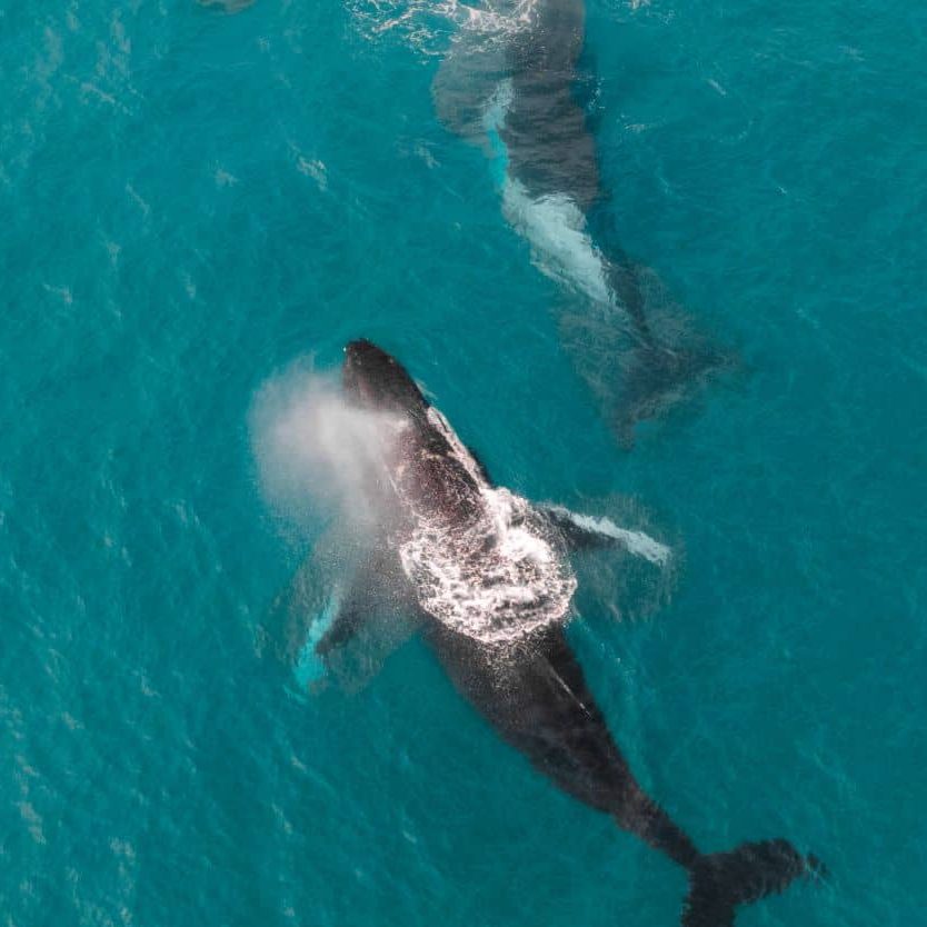 How to Plan an Unforgettable Week in Exmouth includes viewing humpback whales