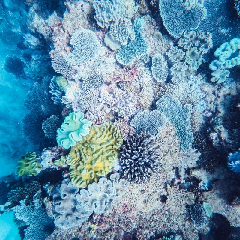 Coral formations while snorkelling and scuba diving the Murion Islands