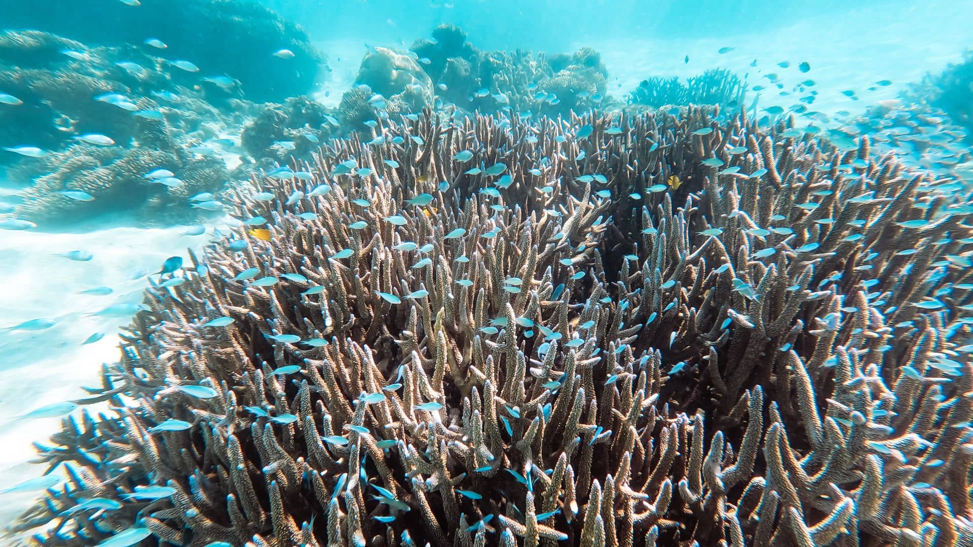 Best snorkelling spots in Exmouth