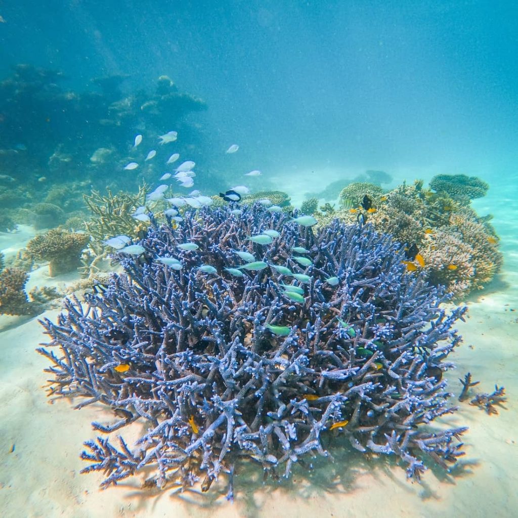 Stunning snorkeling tours in Coral Bay, WA