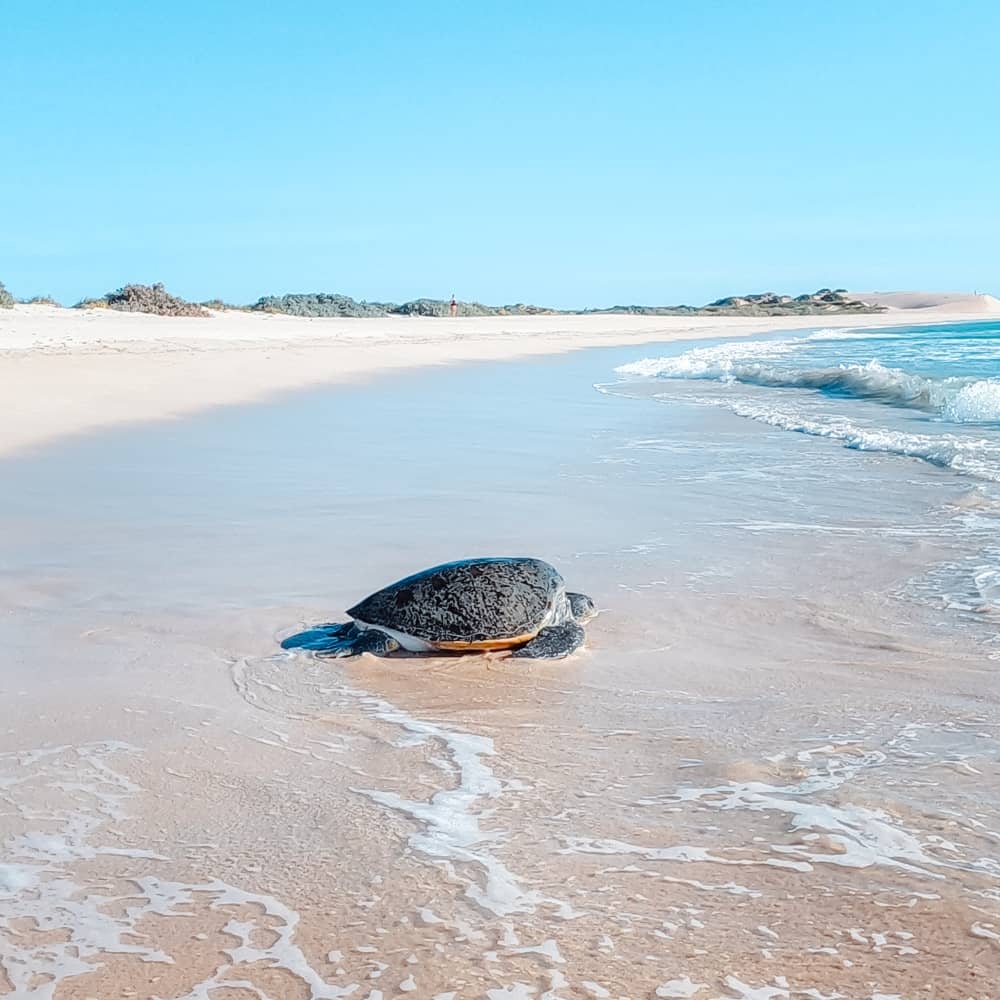 Turtle season on on Exmouth beaches.