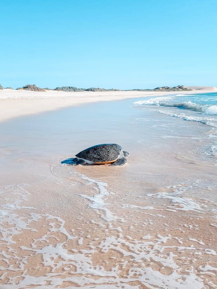 Turtle Beach in Exmouth - Graveyards Beach