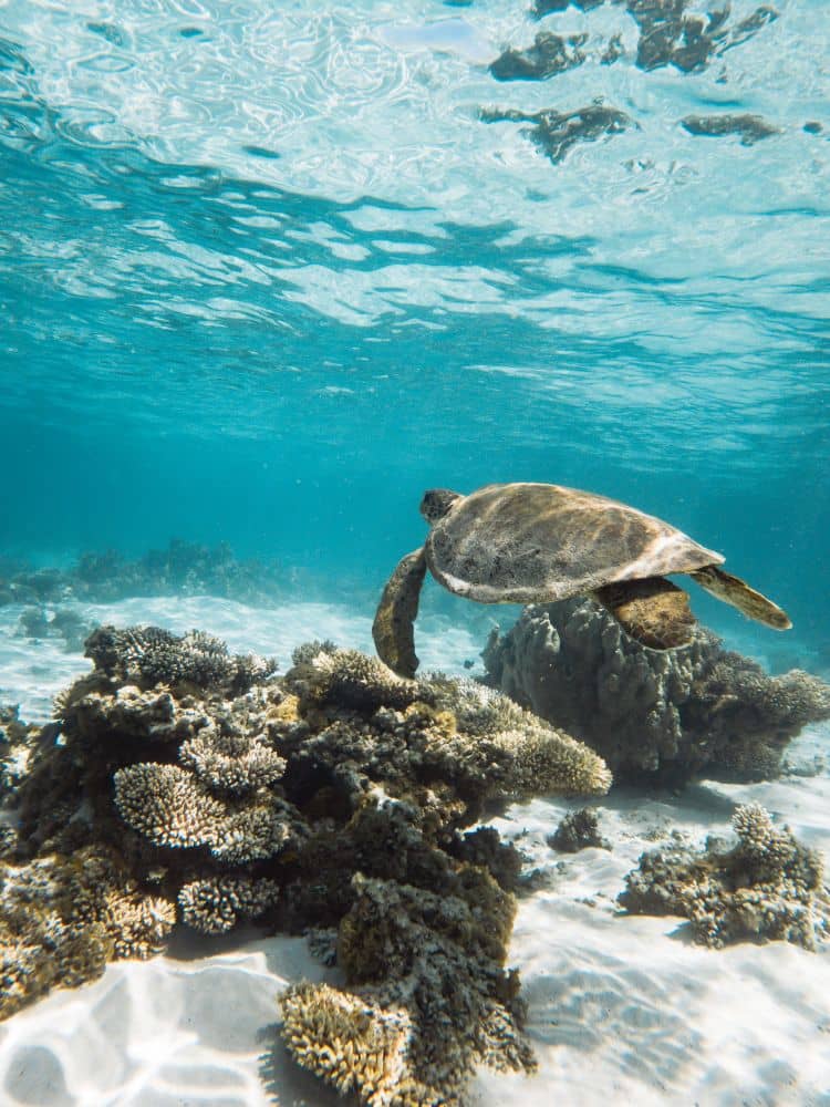 Following a turtle and viewing from a distance in Exmouth, Western Australia