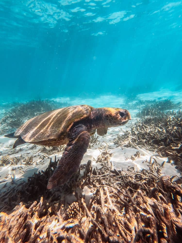 Turtle up close in Exmouth, Australia. Snorkelling underwater in Ningaloo Reef