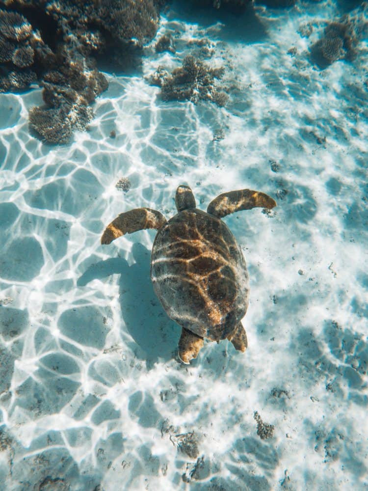 Where to see turtles in Exmouth, Australia. An amazing turtle swimming in the crystal clear water of Ningaloo Reef