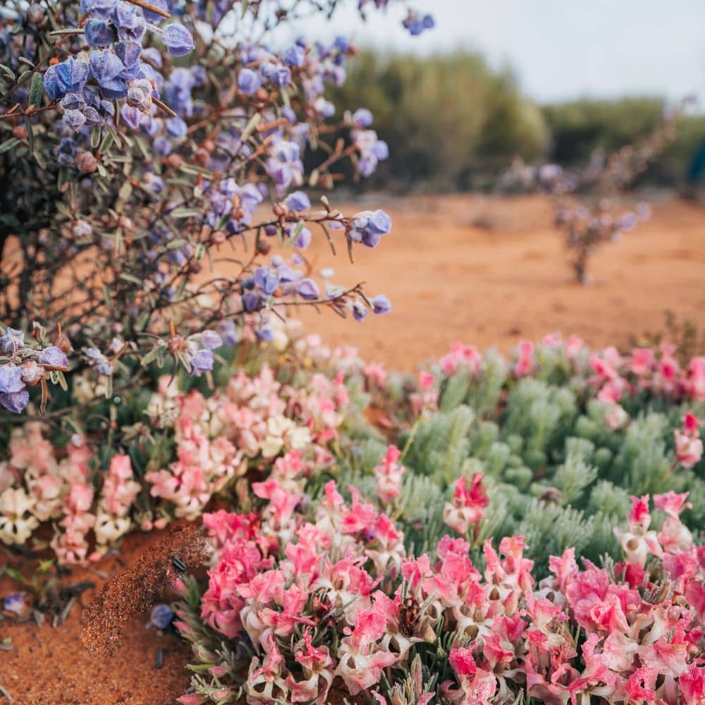 Chittering wildflowers