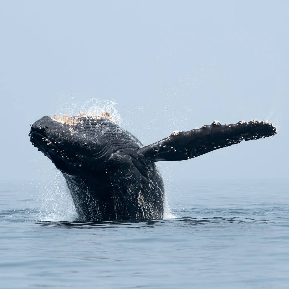 A humpback whale breaching the surface of the ocean, with its tail fin prominently displayed against a calm sea.