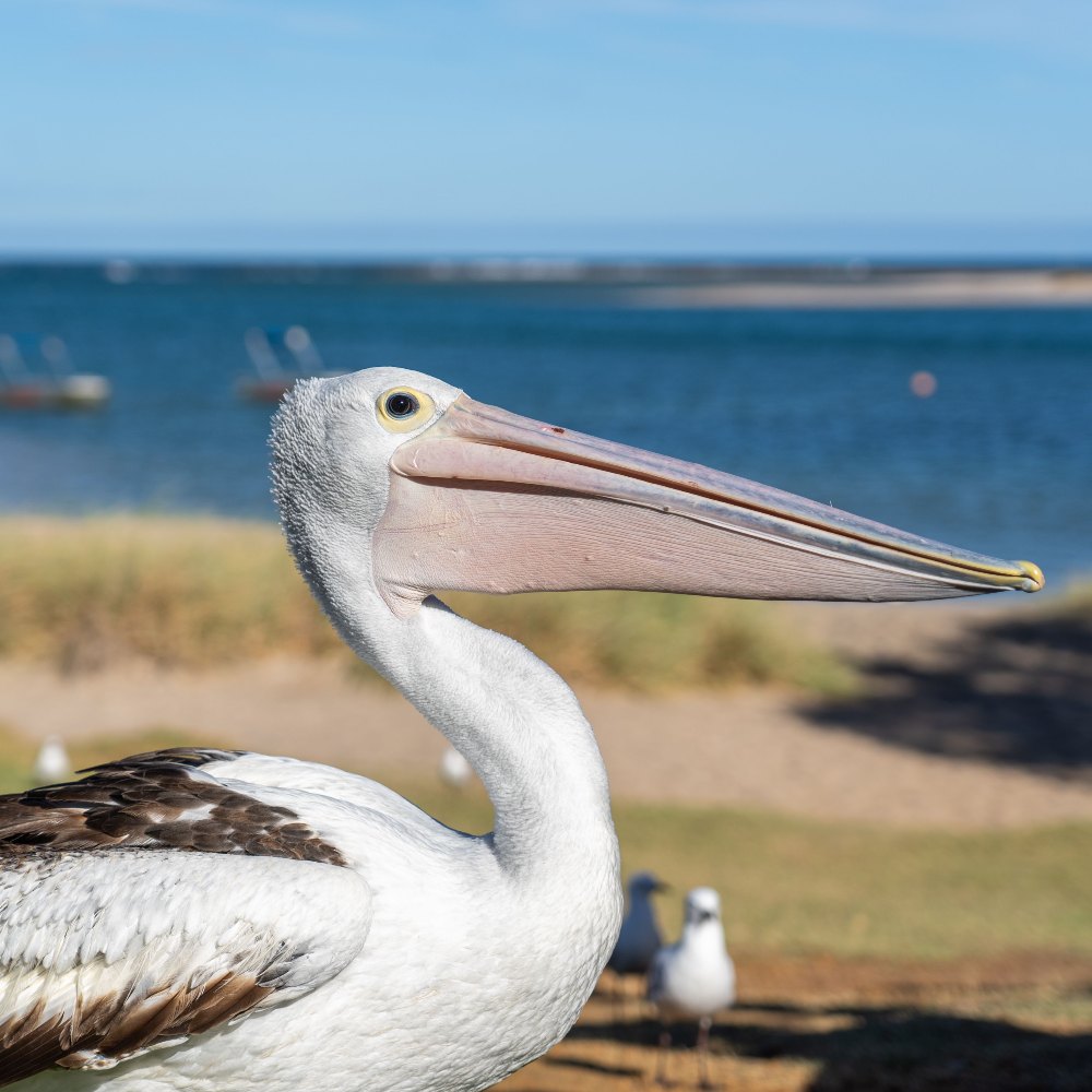 pelican close up. Pelican feeding in Kalbarri