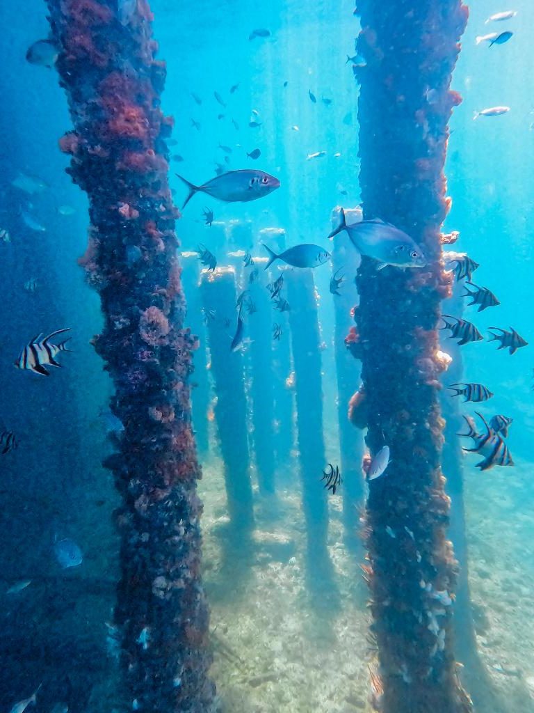 Underwater image showing fishes swimming around the columns of Busselton Jetty