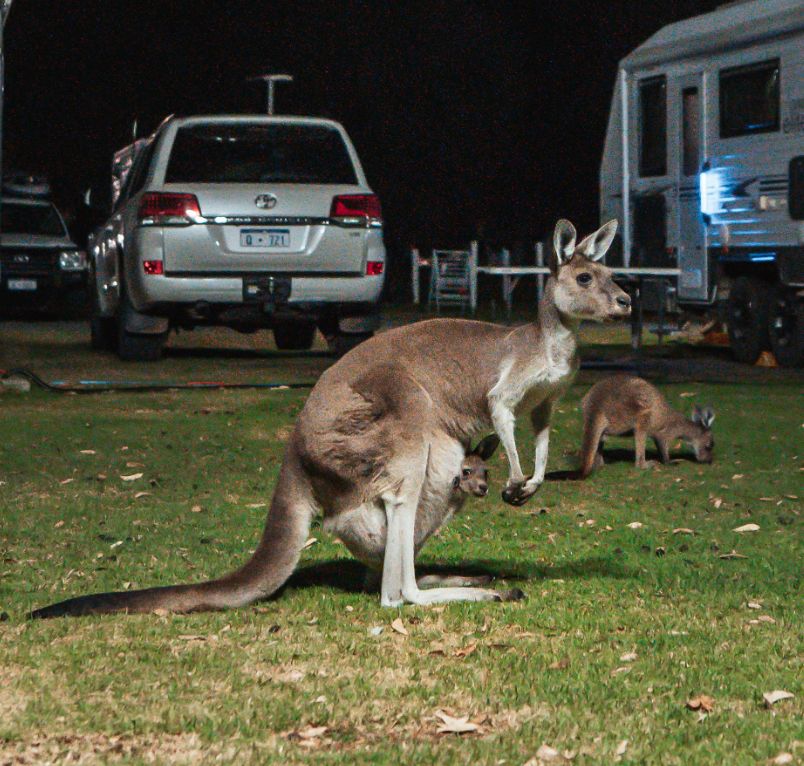 Kangaroo with a baby kangaroo popping out of the pouch, at night, in a campsite in Denmark WA