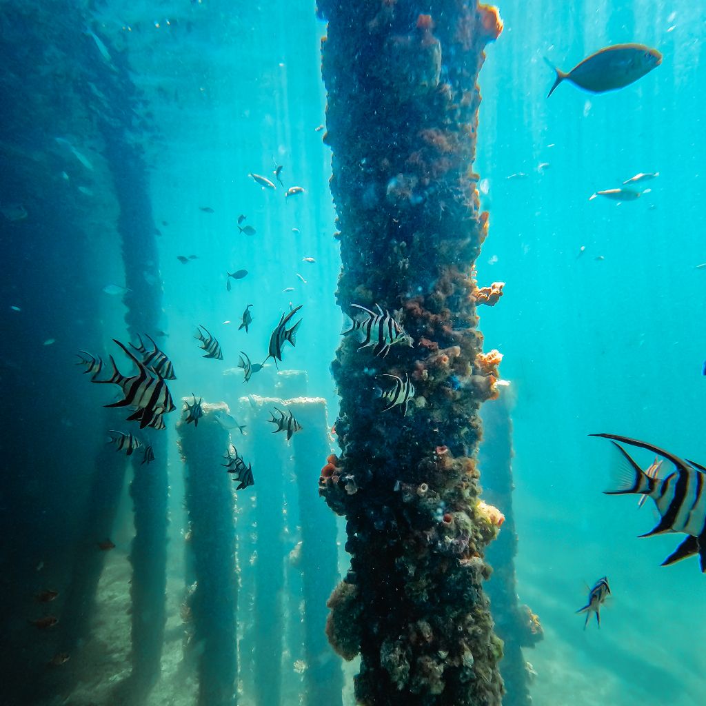 Underwater view under Busselton Jetty, with hundreds of fishes swimming around