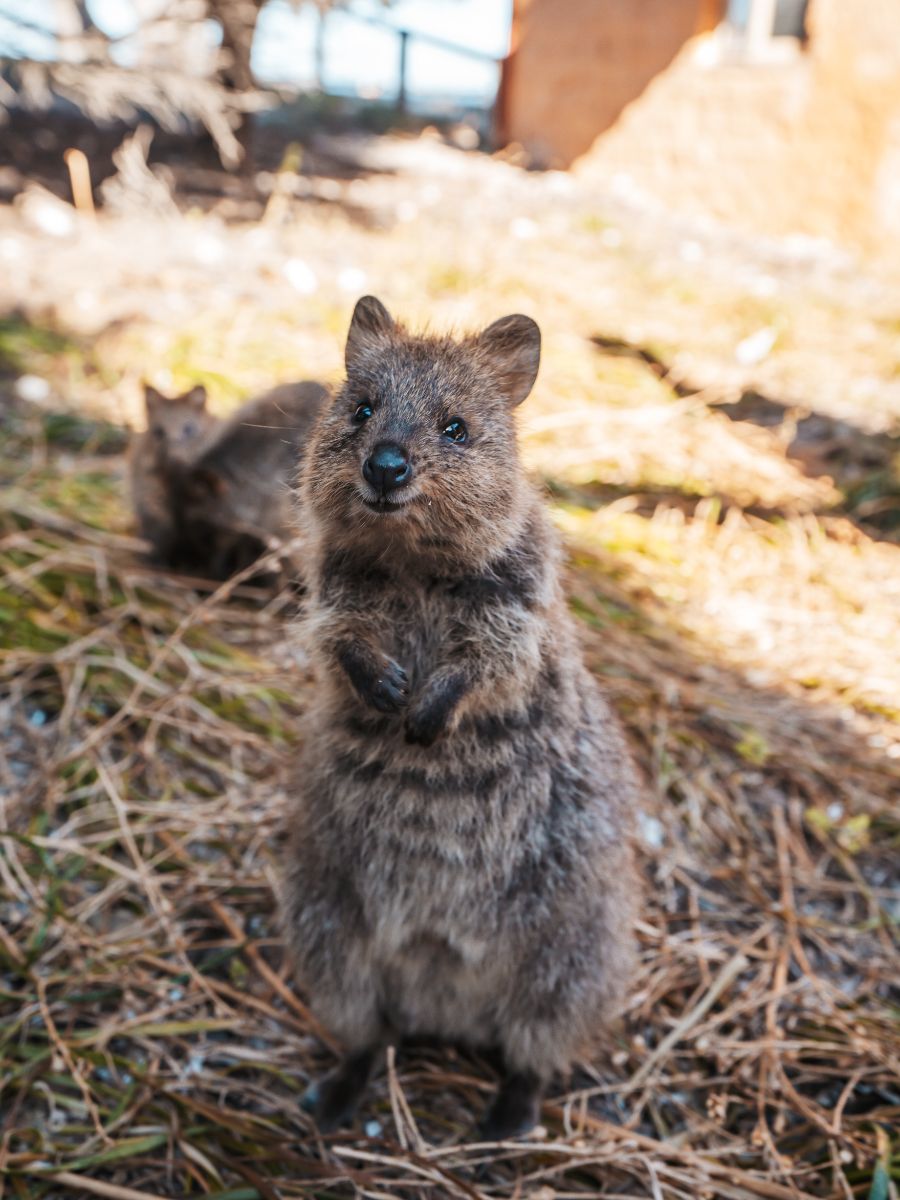 Two quokkas are in focus in the foreground, one standing on its hind legs looking curiously at the camera with its small paws lifted, set against a natural background with straw on the ground and foliage in Rottnest Island.
