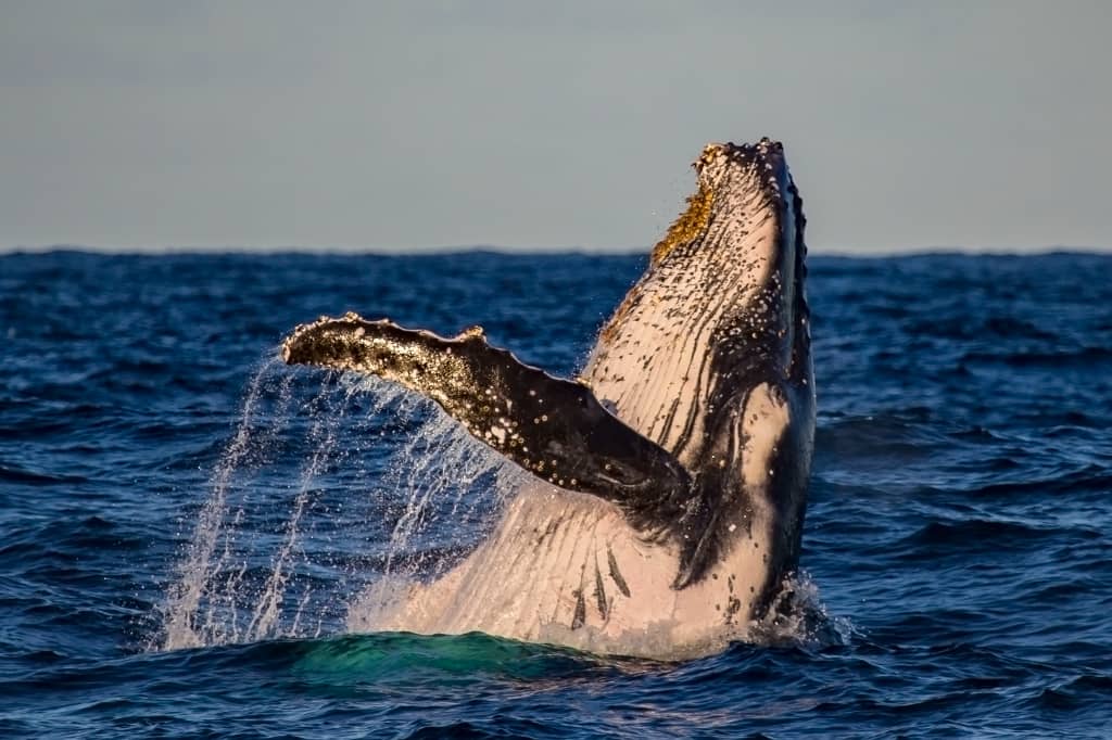 A humpback whale breaches the ocean's surface near Esperance, with water cascading off its barnacle-encrusted jaw and flippers against a backdrop of deep blue sea.