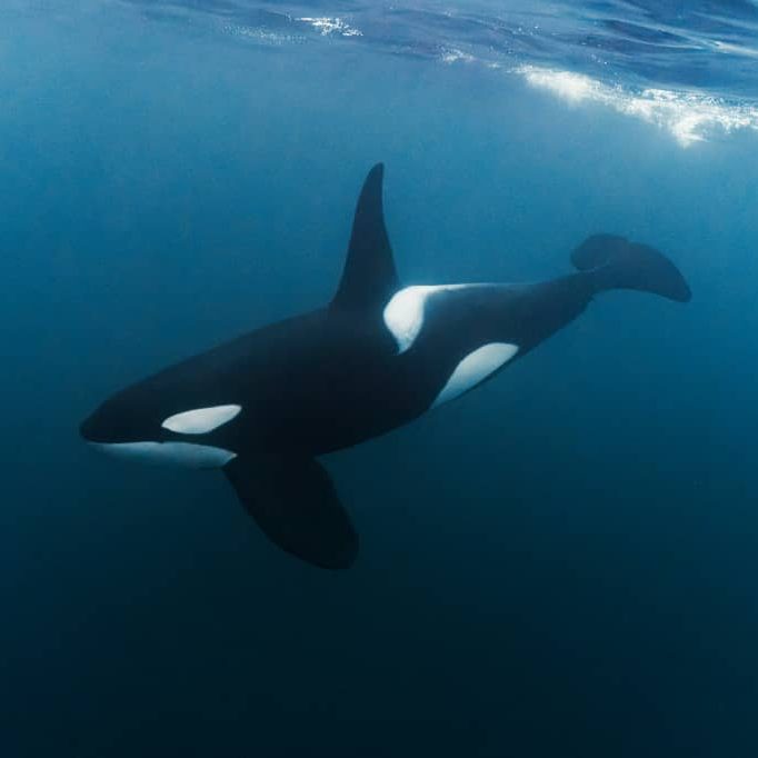 Orca swimming underwater
