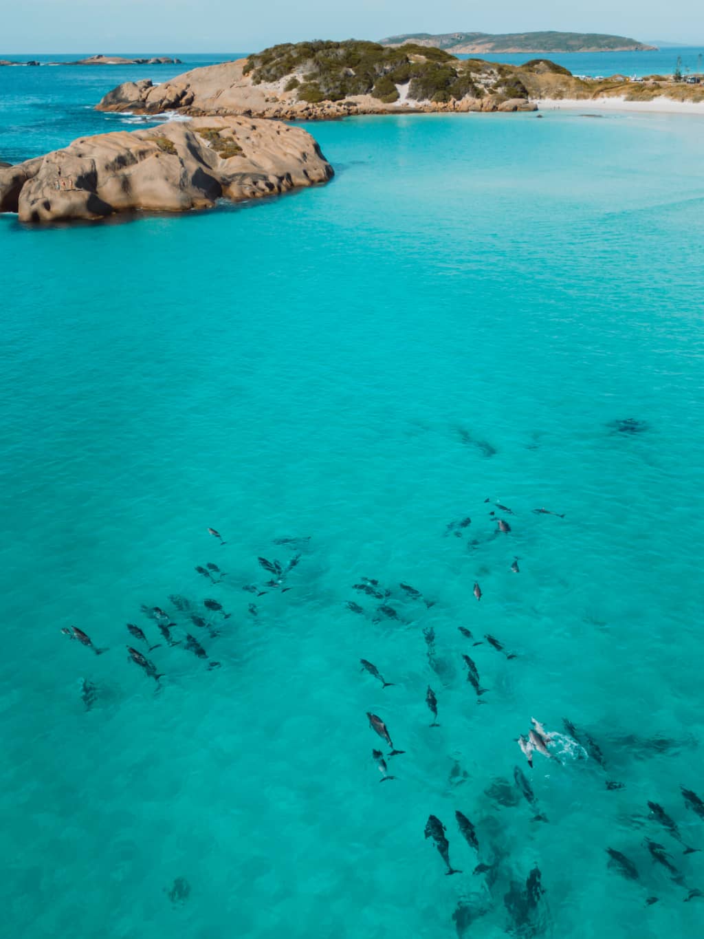 A pod of dolphins swimming in Twilight Bay in Esperance, WA. They're swimming towards a rock you can jump off from during your visit