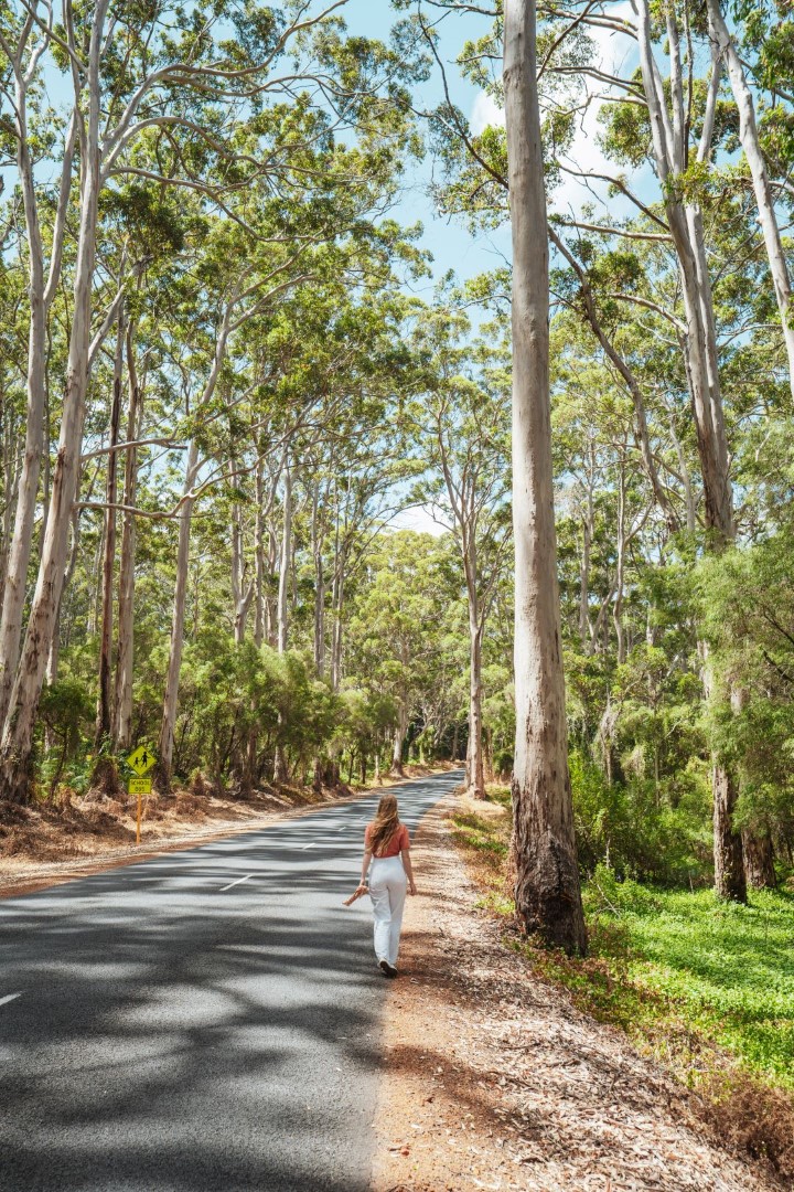 A woman traveler hiking on the road of a forest with towering trees at Margaret River, Western Australia