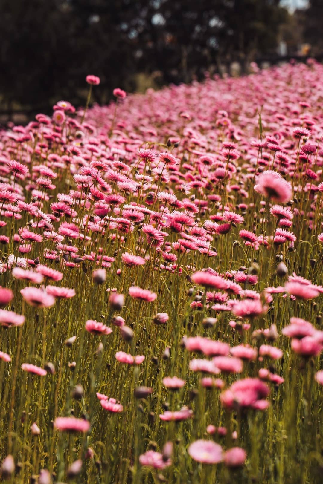 A field blanketed with vibrant pink everlasting wildflowers under a hazy sky in Western Australia.