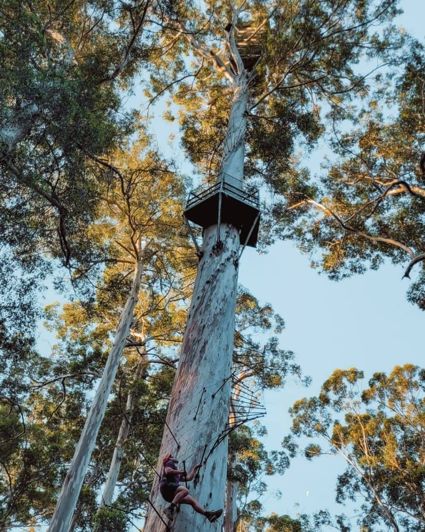 Person climbing the Dave Evans Bicentennial Tree in Pemberton, Western Australia, a towering tree with platforms high above the ground. This attraction is included in the best Pemberton tours