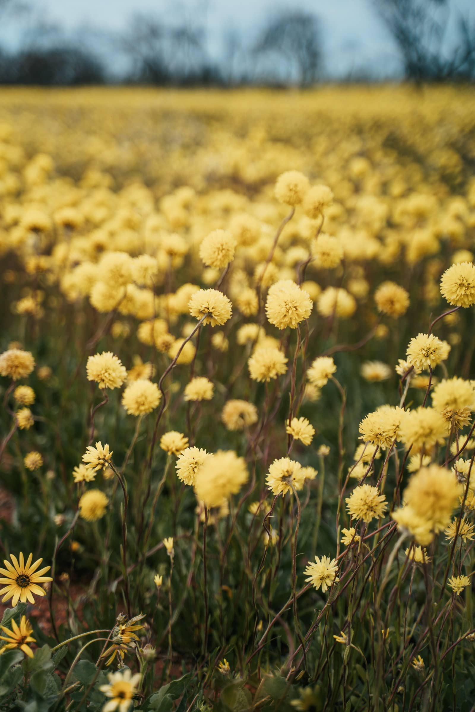 A close-up of a vibrant field of yellow wildflowers in full bloom in Western Australia, their delicate petals gently swaying in the breeze.