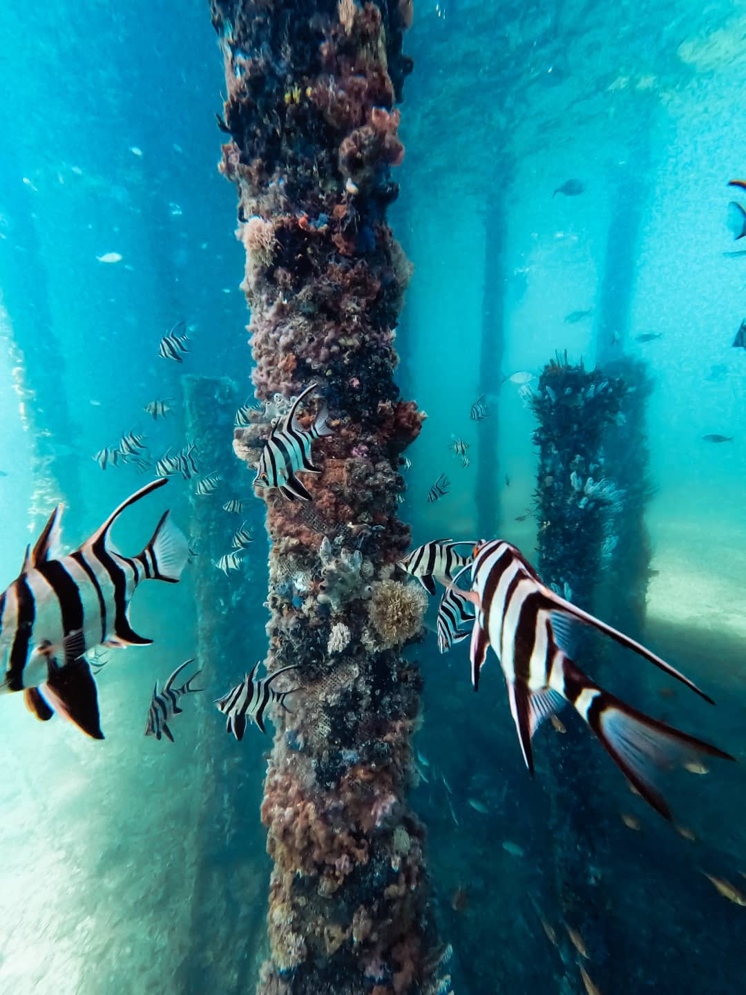Vivid underwater image capturing the serene marine life at the Busselton Jetty in Western Australia, with fish swimming among the barnacle-encrusted jetty pylons in clear blue water.