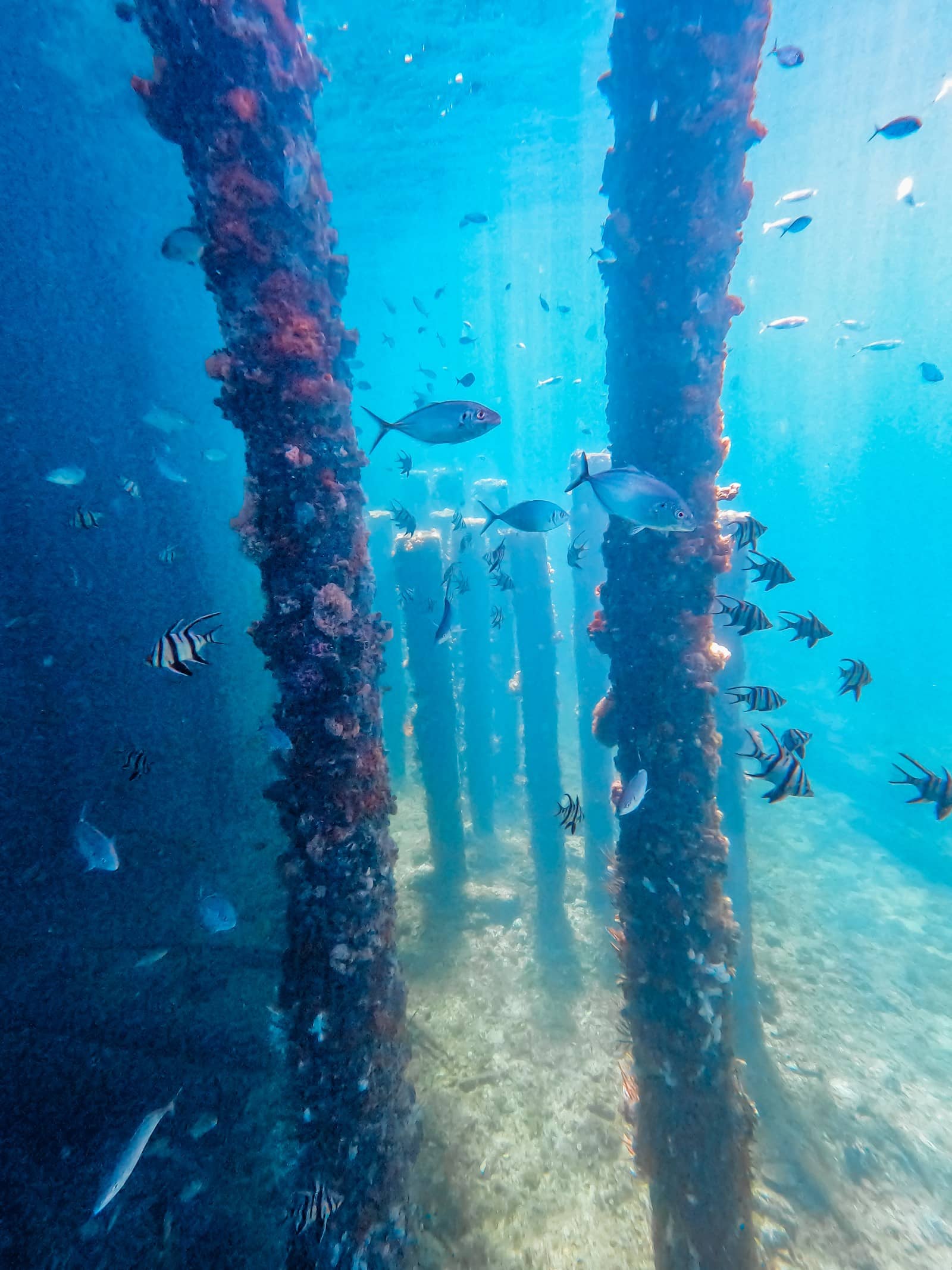 Vivid underwater image capturing the serene marine life at the Busselton Jetty in Western Australia, with fish swimming among the barnacle-encrusted jetty pylons in clear blue water.