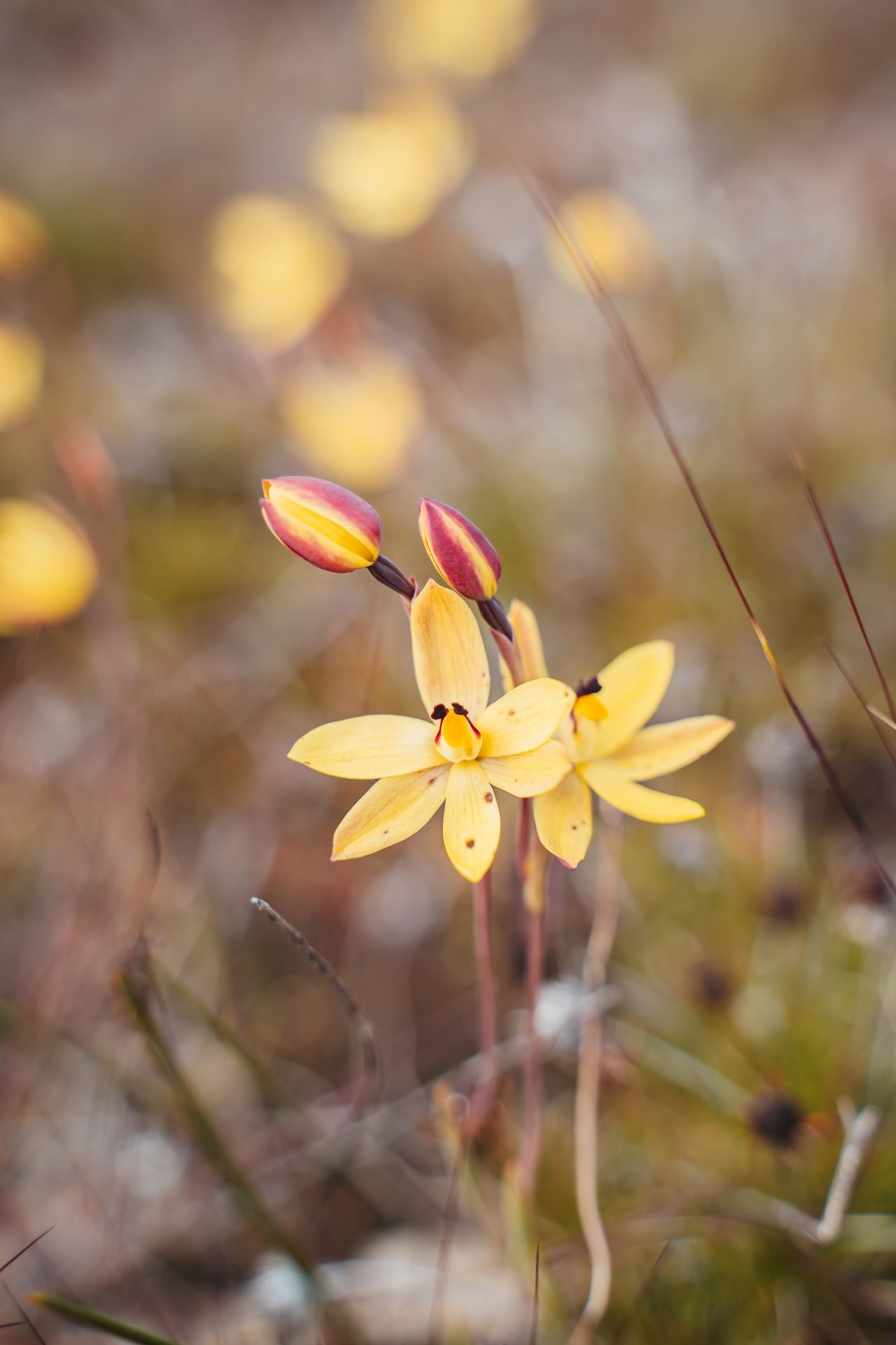 A close-up of delicate wildflowers, yellow sun orchids with hints of burgundy on the petals bloom amidst the brush in Western Australia.