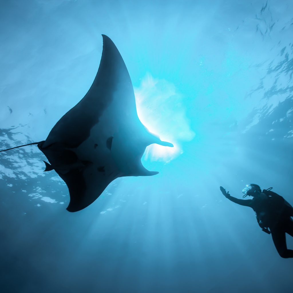 Underwater in Exmouth, a diver is in awe as a majestic manta ray, with its impressive wingspan, glides overhead against the sun’s rays filtering through the ocean's surface.