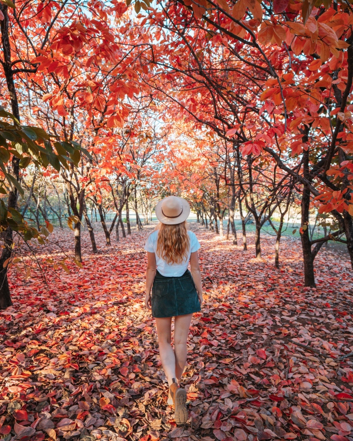 A woman walking through a scenic autumn path surrounded by trees with vibrant red and orange leaves.