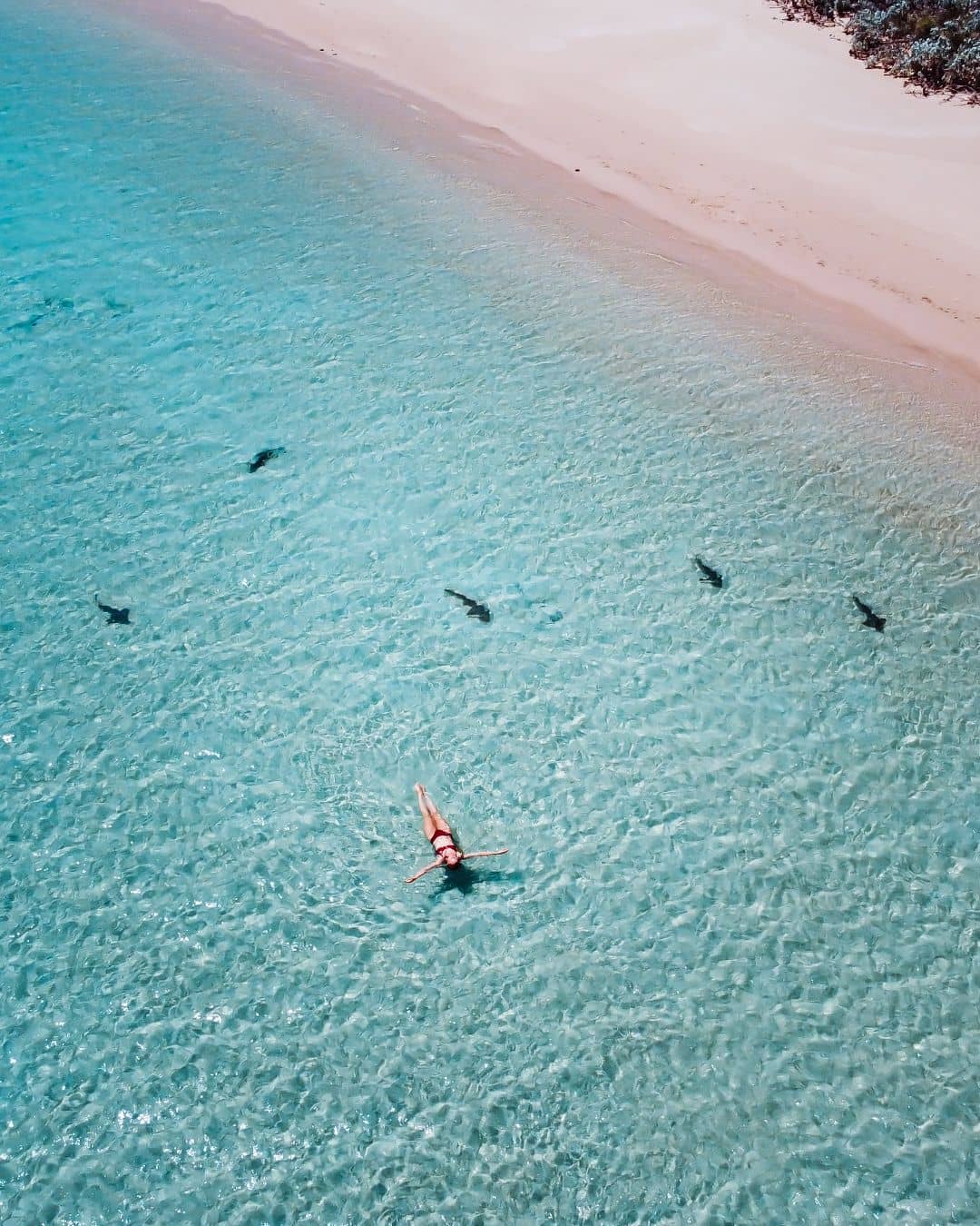Woman floats in clear turquoise waters near Coral Bay with small sharks swimming nearby, tranquil beach and shallow water setting
